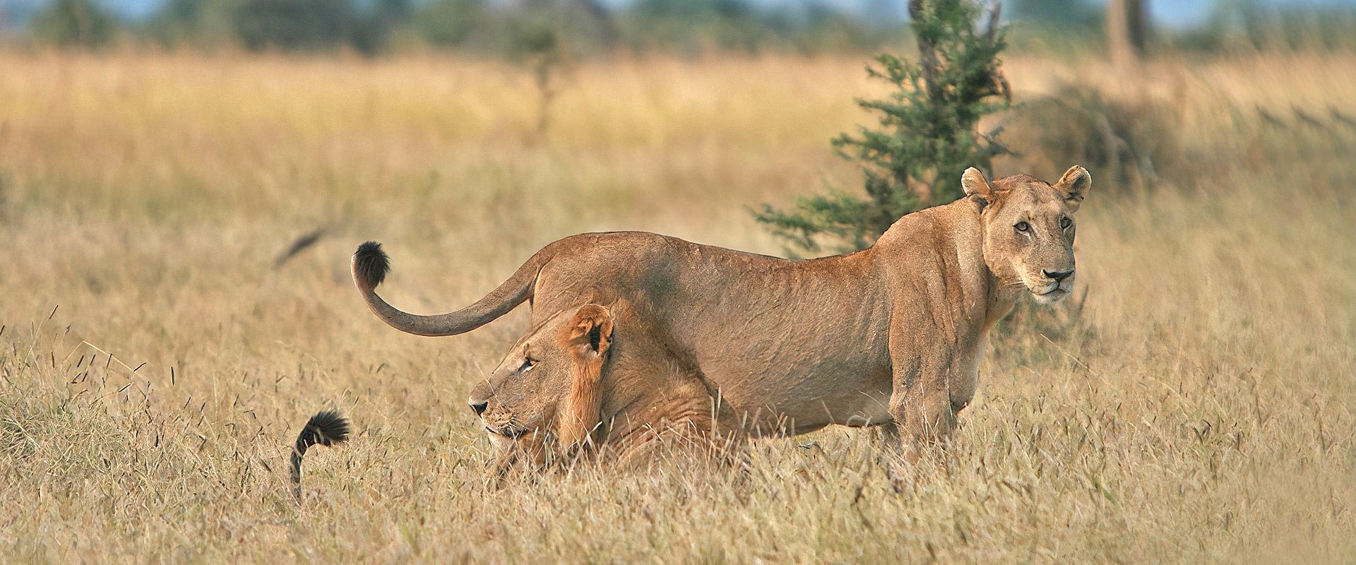Kwamongo Expedition
